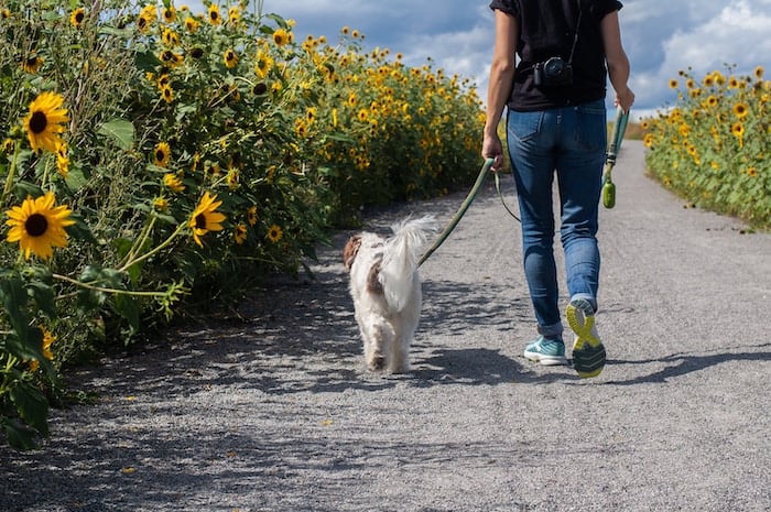 Can a felon wag or rover walk? Felony Record Hub dog walking image